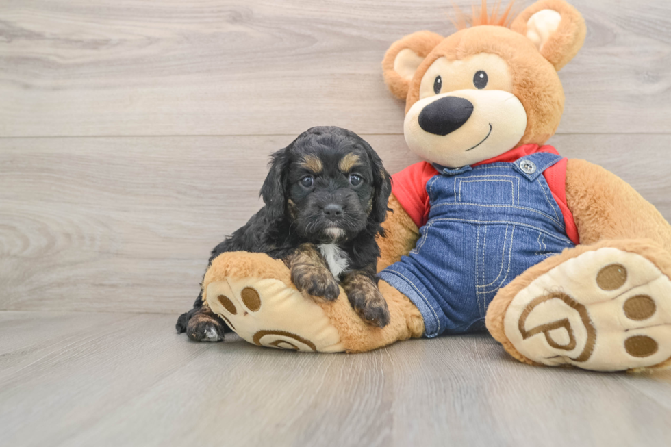 Fluffy Cavapoo Poodle Mix Pup