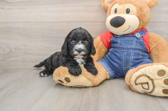 Popular Cavapoo Poodle Mix Pup