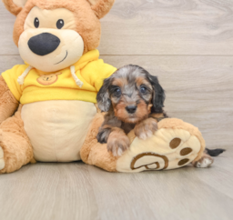 8 week old Cavapoo Puppy For Sale - Puppy Love PR