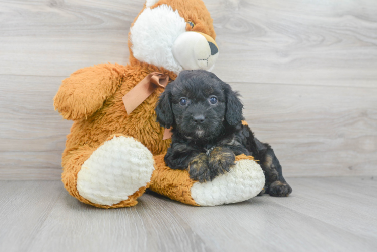 Cute Cavoodle Poodle Mix Puppy