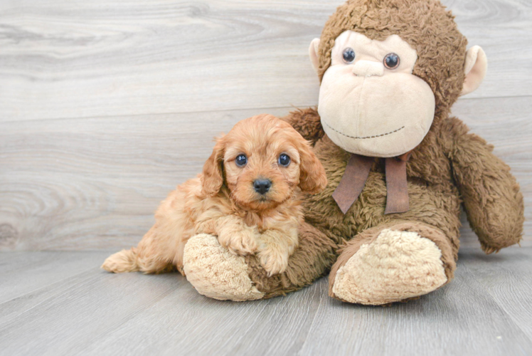 Cavapoo Pup Being Cute