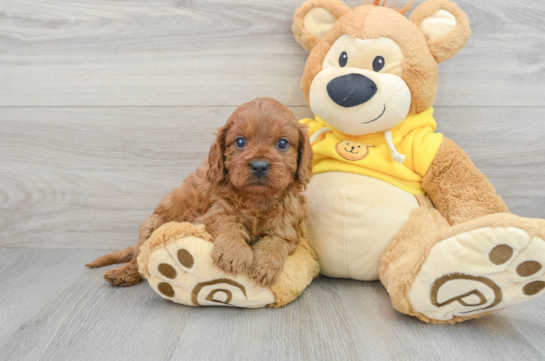 Cavapoo Puppy for Adoption