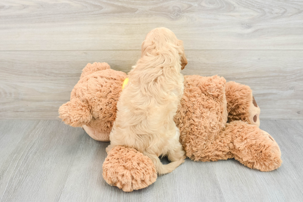 Cute Cavapoo Baby