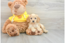 Cavapoo Puppy for Adoption