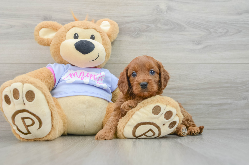 6 week old Cavapoo Puppy For Sale - Puppy Love PR