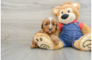 Cavapoo Puppy for Adoption