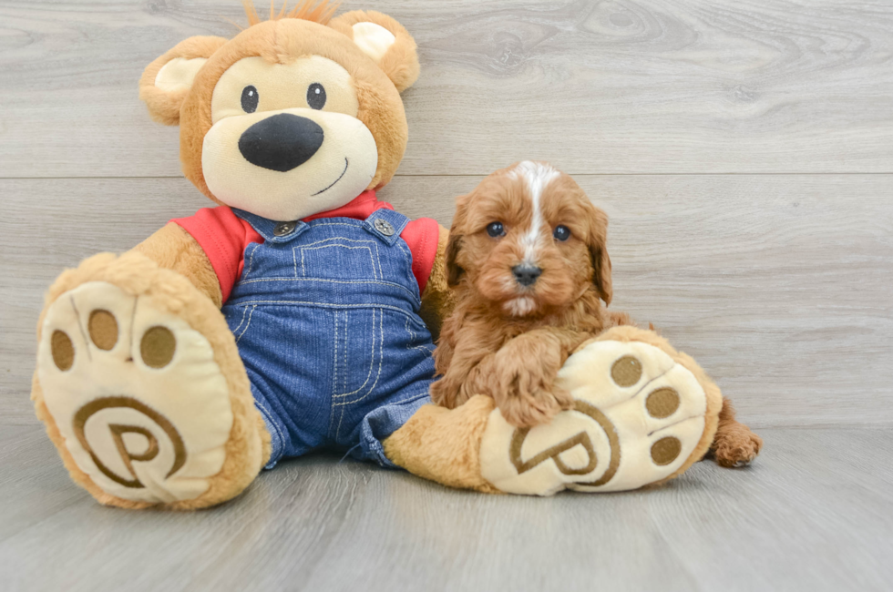 6 week old Cavapoo Puppy For Sale - Puppy Love PR