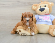 7 week old Cavapoo Puppy For Sale - Puppy Love PR