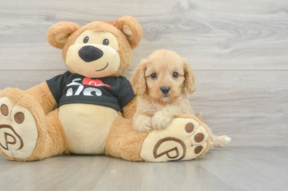 7 week old Cavapoo Puppy For Sale - Puppy Love PR
