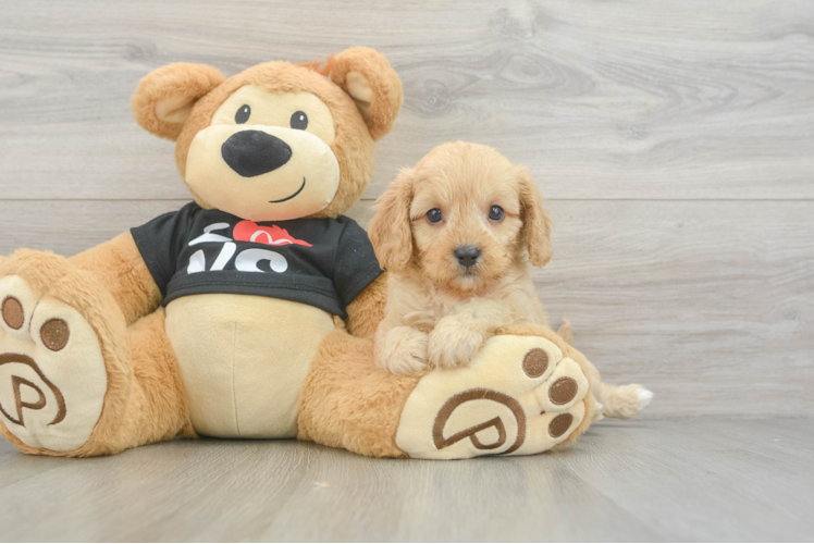 Meet Blake - our Cavapoo Puppy Photo 1/3 - Puppy Love PR Smart Cavapoo Poodle Mix Pup