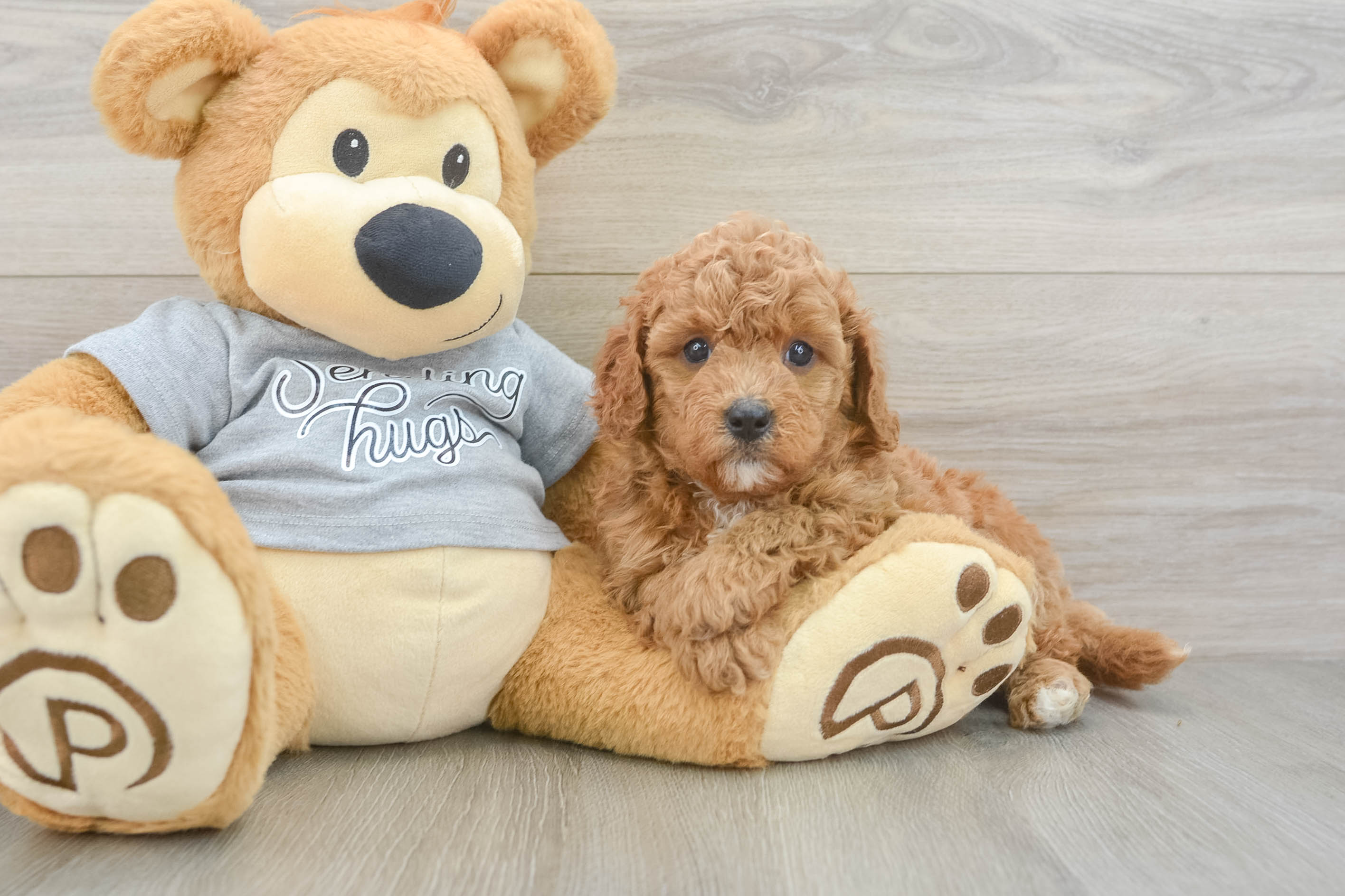 Energetic Cavoodle Poodle Mix Puppy