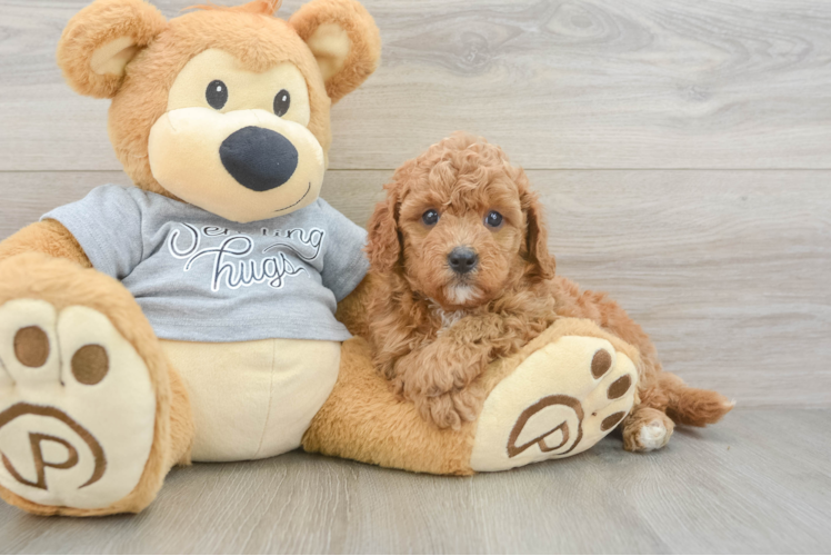 Energetic Cavoodle Poodle Mix Puppy