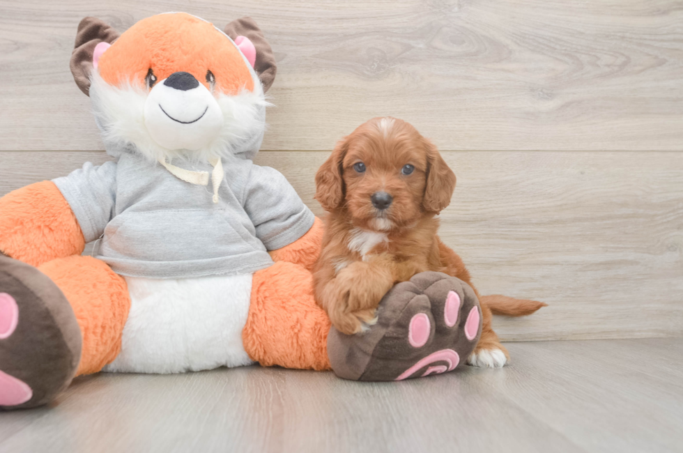 6 week old Cavapoo Puppy For Sale - Puppy Love PR