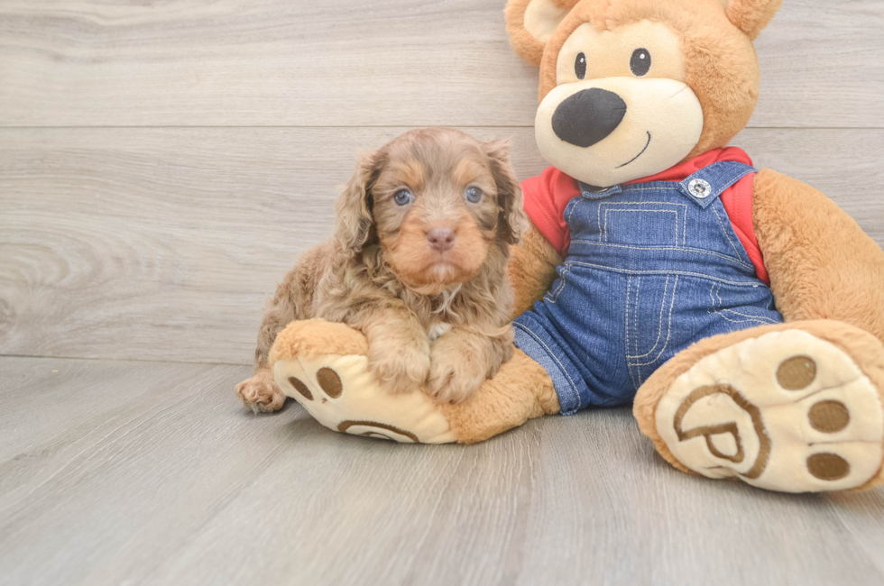 6 week old Cavapoo Puppy For Sale - Puppy Love PR