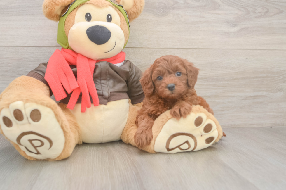 6 week old Cavapoo Puppy For Sale - Puppy Love PR