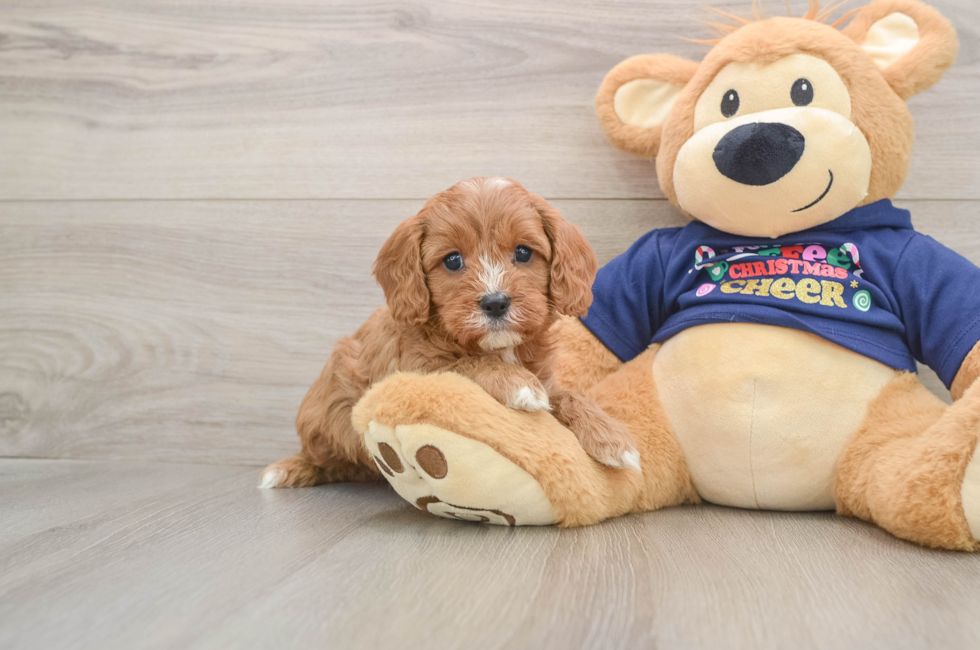 5 week old Cavapoo Puppy For Sale - Puppy Love PR