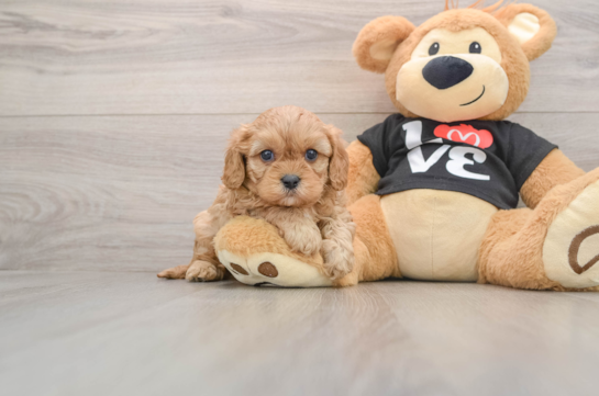Smart Cavapoo Poodle Mix Pup