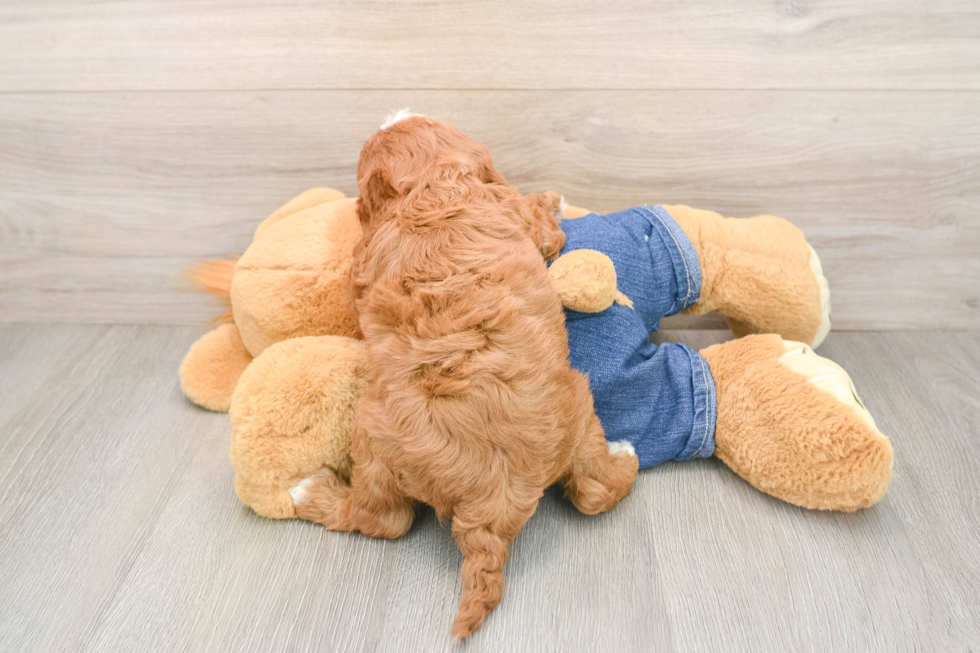 Cavapoo Pup Being Cute