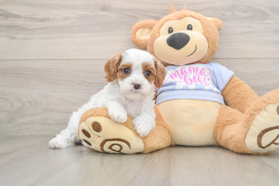 Cavapoo Puppy for Adoption