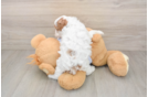 Best Cavapoo Baby