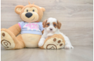 Best Cavapoo Baby