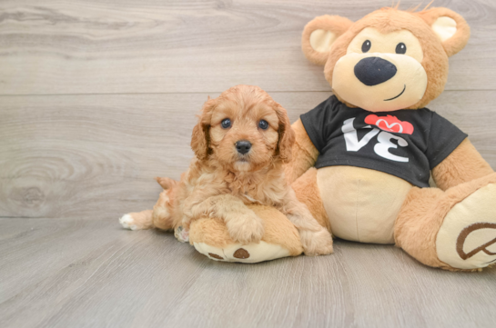 BLAKE, compañero(a) de camada de Cavapoo