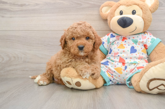 Playful Cavapoodle Poodle Mix Puppy