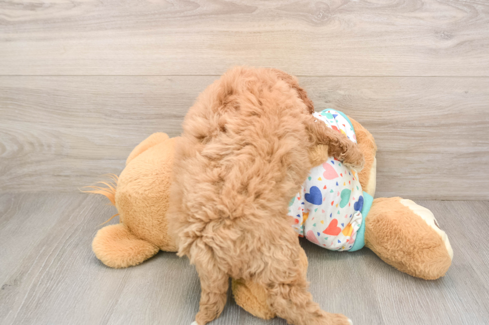 Cavapoo Puppy for Adoption