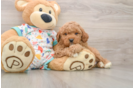 Best Cavapoo Baby