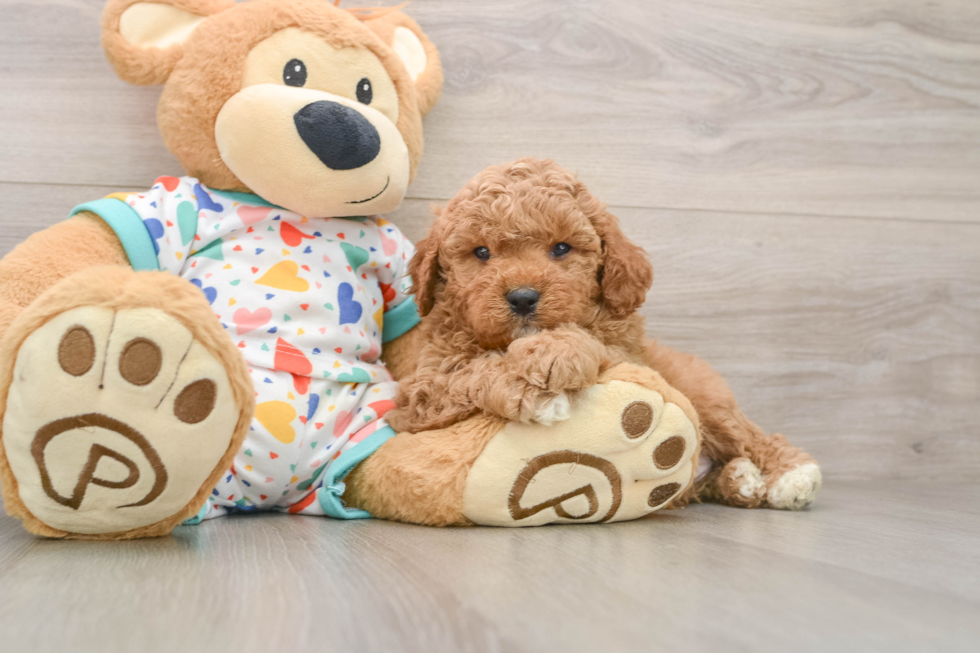 Best Cavapoo Baby