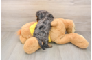 Friendly Cavapoo Baby