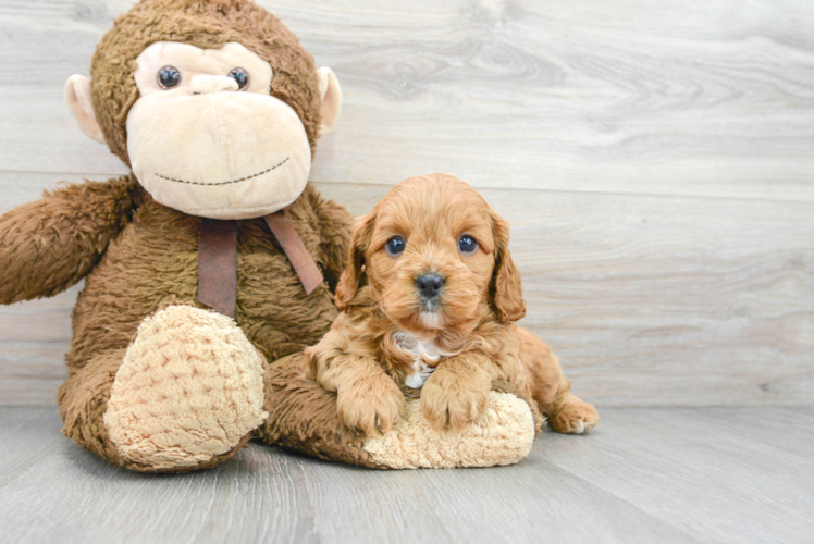 Playful Cavoodle Poodle Mix Puppy