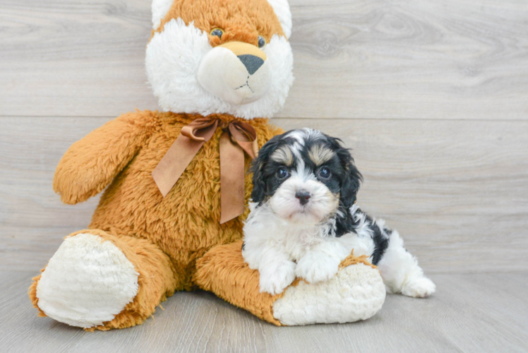 Meet Bodega - our Cavapoo Puppy Photo 1/3 - Puppy Love PR Cavapoo Puppy for Adoption