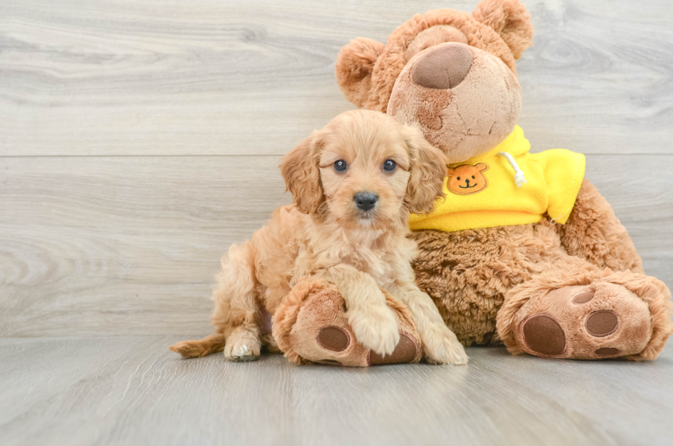 7 week old Cavapoo Puppy For Sale - Puppy Love PR