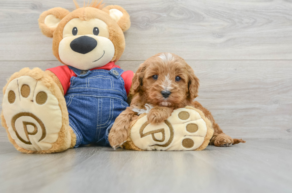 6 week old Cavapoo Puppy For Sale - Puppy Love PR