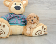 8 week old Cavapoo Puppy For Sale - Puppy Love PR