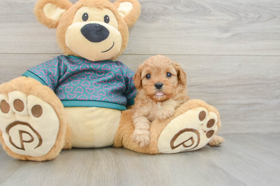 8 week old Cavapoo Puppy For Sale - Puppy Love PR