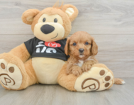 9 week old Cavapoo Puppy For Sale - Puppy Love PR