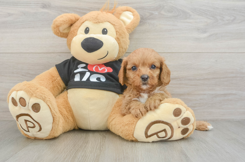 7 week old Cavapoo Puppy For Sale - Puppy Love PR