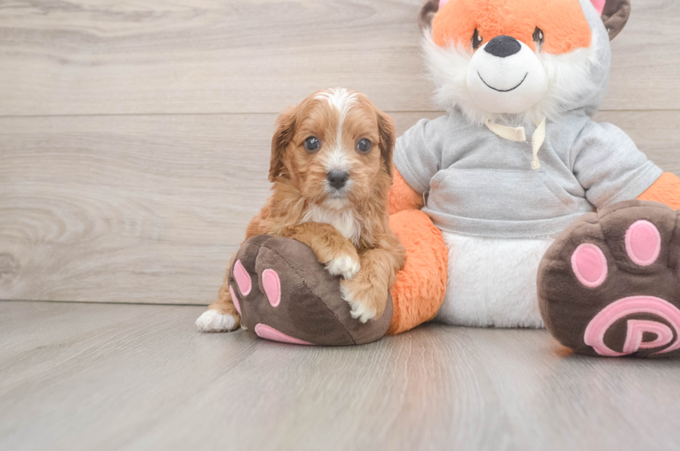 6 week old Cavapoo Puppy For Sale - Puppy Love PR
