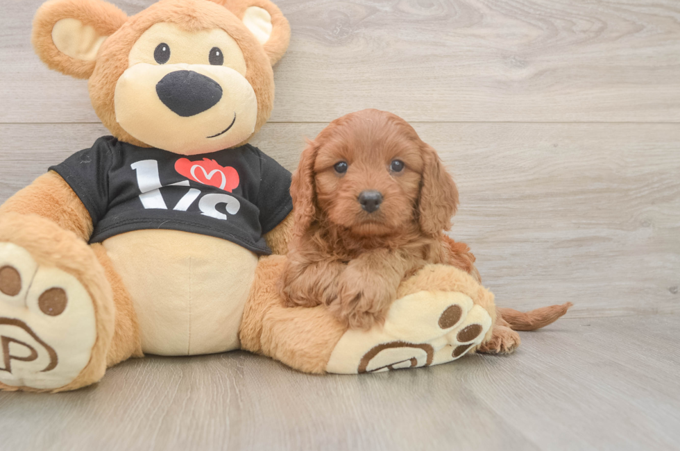 5 week old Cavapoo Puppy For Sale - Puppy Love PR