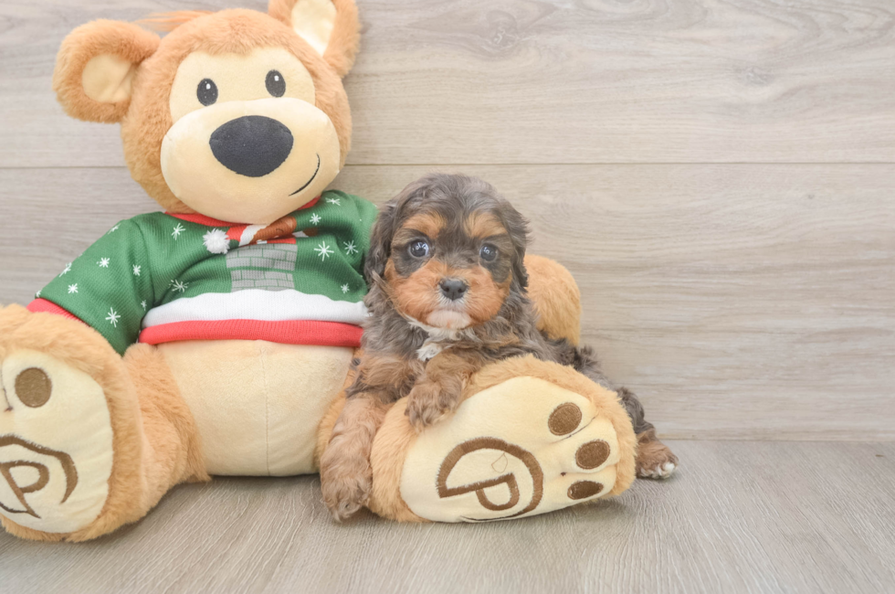5 week old Cavapoo Puppy For Sale - Puppy Love PR