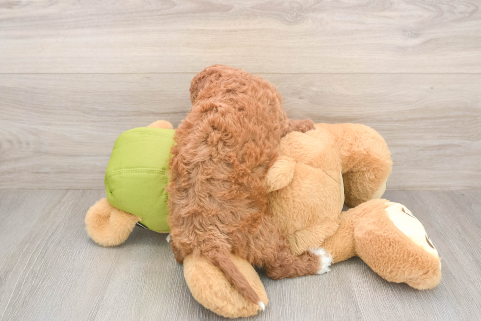 Cavapoo Pup Being Cute