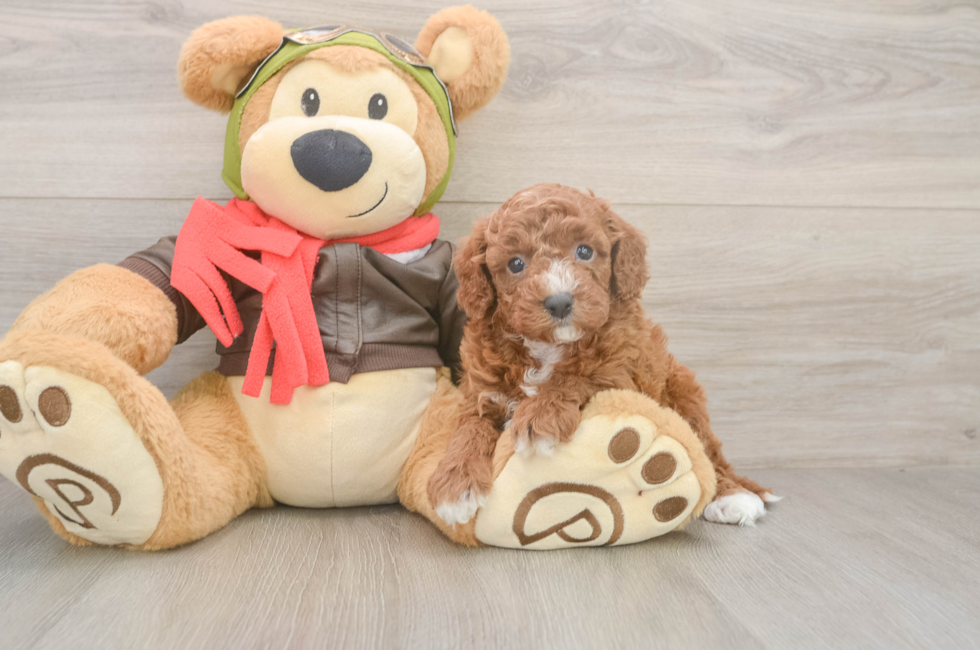 6 week old Cavapoo Puppy For Sale - Puppy Love PR
