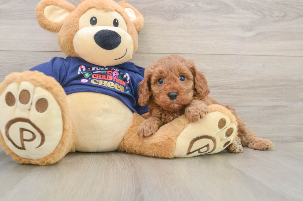5 week old Cavapoo Puppy For Sale - Puppy Love PR