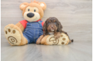 Cavapoo Puppy for Adoption