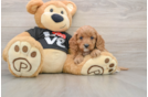 Hypoallergenic Cavadoodle Poodle Mix Puppy