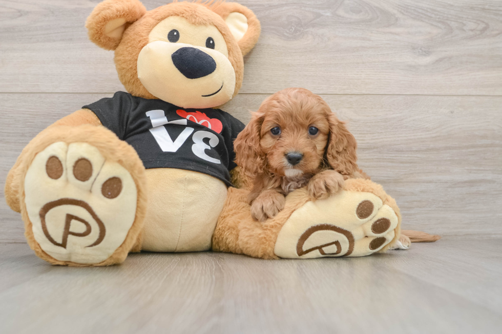 Hypoallergenic Cavadoodle Poodle Mix Puppy