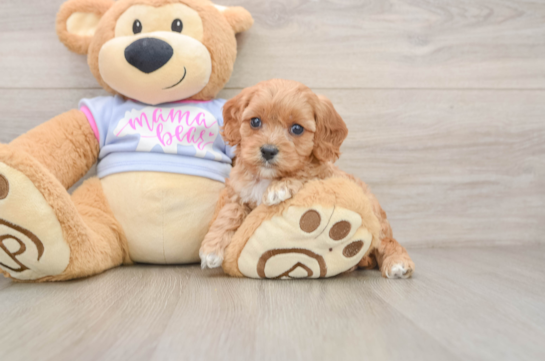 Hypoallergenic Cavadoodle Poodle Mix Puppy