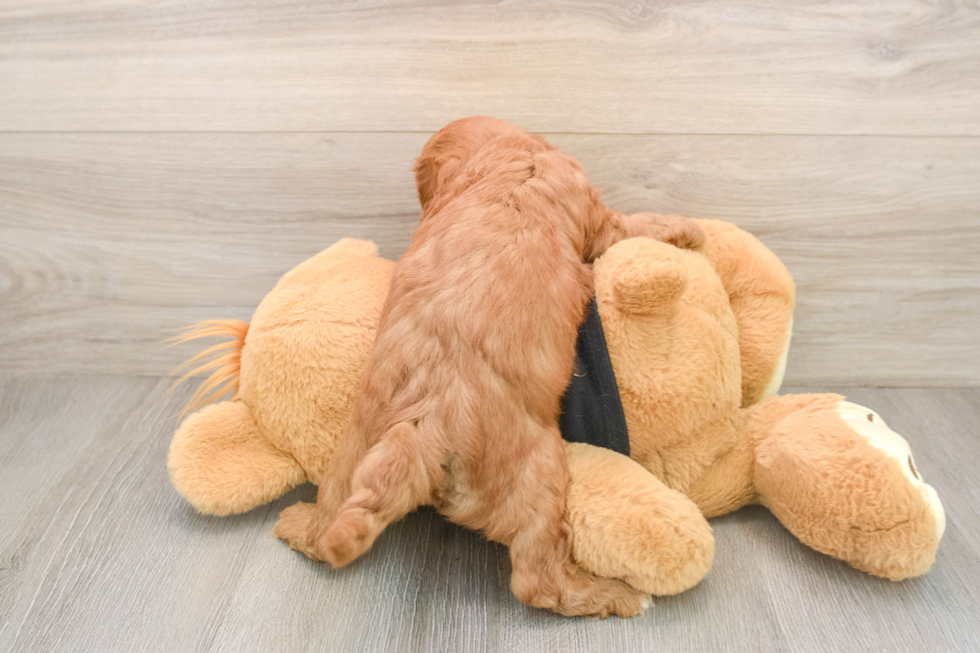 Fluffy Cavapoo Poodle Mix Pup
